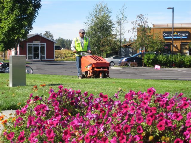 Bell Tree Trimming Services thumbnail