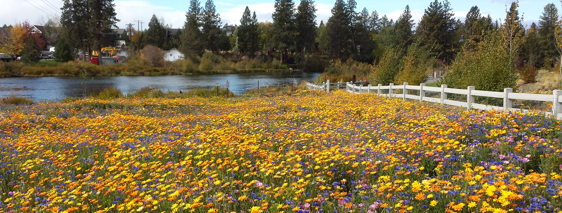 Floral field next to the river